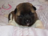 À réserver 8 chiots LOF Akitas Américains, 3 mâles et 5 femelles