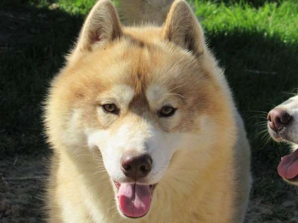 Un chien mâle Husky Sibérien LOF de 9 ans crème à acheter