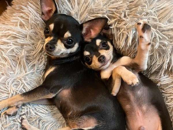 À vendre, 3 chiots Chihuahuas de novembre 2021 LOF, mâles noir et feu