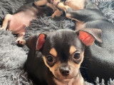 &Agrave; vendre, 3 chiots Chihuahuas de novembre 2021 LOF, m&acirc;les noir et feu