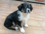 Vente d’un chiot Berger Australien, femelle non LOF tricolore