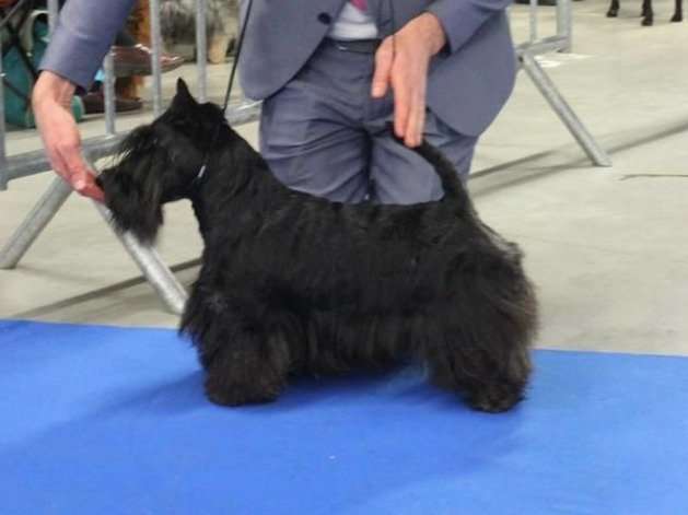 Etalon Scottish Terrier LOF disponible pour saillie