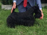 Etalon Scottish Terrier LOF disponible pour saillie