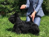Etalon Scottish Terrier LOF disponible pour saillie