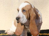 Chiots Basset Hound LOF à vendre