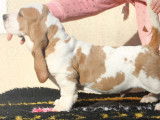 Chiots Basset Hound LOF à vendre