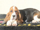Chiots Basset Hound LOF à vendre