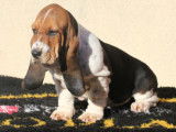 Chiots Basset Hound LOF à vendre