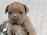 Chiots Cane Corso LOF à réserver