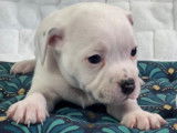 Femelle Stafforshire Bull Terrier LOF blanche &agrave; vendre