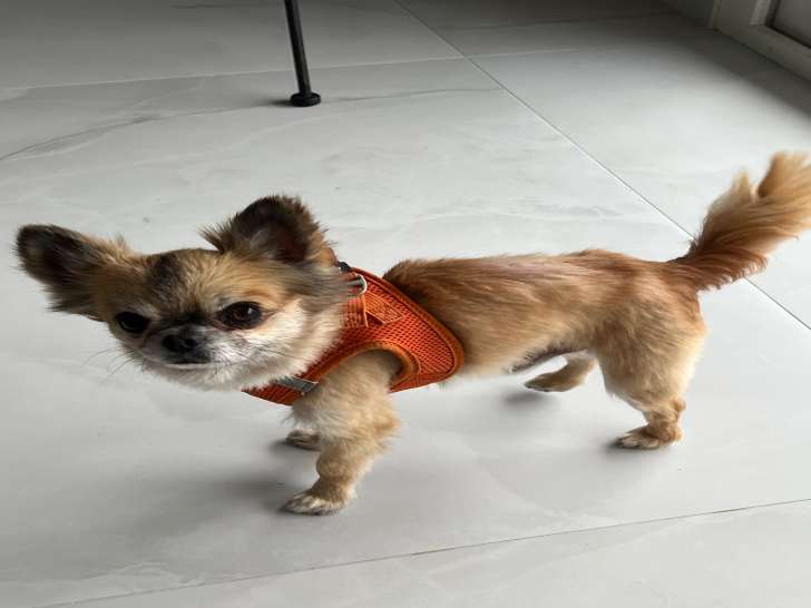 Chihuahua LOF disponible pour saillie