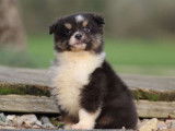 À vendre un chiot Berger Américain Miniature LOF tricolore