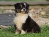 À vendre un chiot Berger Américain Miniature LOF tricolore