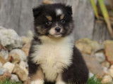 À vendre un chiot Berger Américain Miniature LOF tricolore