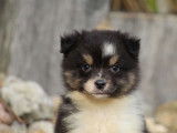À vendre un chiot Berger Américain Miniature LOF tricolore
