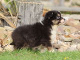 À vendre un chiot Berger Américain Miniature LOF tricolore