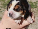 9 chiots Bassets Hounds tricolores à réserver (LOF)