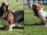 9 chiots Bassets Hounds tricolores à réserver (LOF)