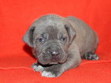 Mise à la réservation de 2 chiots mâles LOF Canes Corsos gris