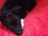 Chiots Border Collie (merle et noir & blanc) disponibles de suite