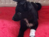 Chiots Border Collie (merle et noir & blanc) disponibles de suite