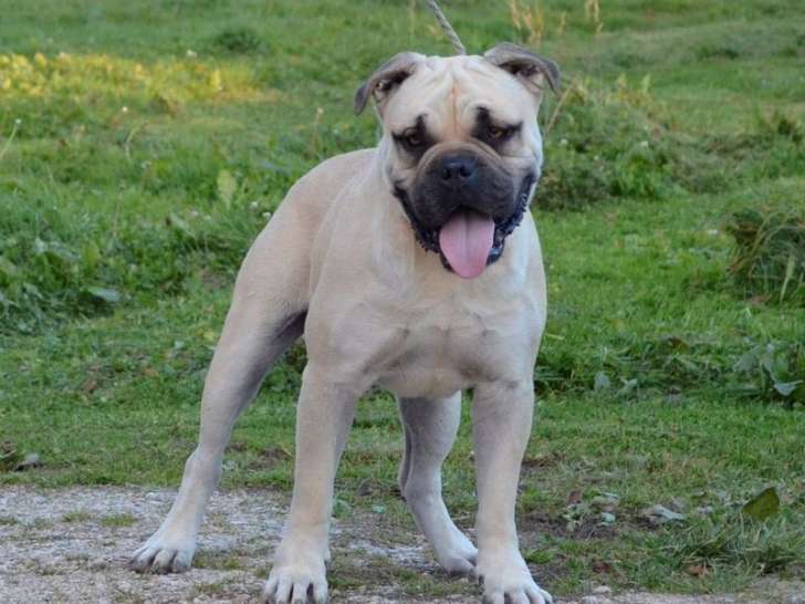 Un chien Dogue de Majorque mâle sable LOF de 3 ans à vendre