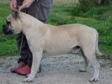 Un chien Dogue de Majorque mâle sable LOF de 3 ans à vendre