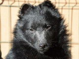 Un chiot mâle Schipperke LOF noir disponible à la vente