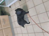 Un chiot mâle Schipperke LOF noir disponible à la vente