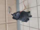 Un chiot mâle Schipperke LOF noir disponible à la vente