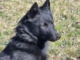 Un chiot mâle Schipperke LOF noir disponible à la vente