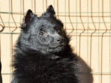 Un chiot mâle Schipperke LOF noir disponible à la vente
