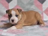 4 chiots Amstaff LOF disponibles &agrave; la r&eacute;servation