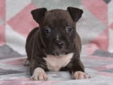 4 chiots Amstaff LOF disponibles &agrave; la r&eacute;servation
