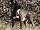 4 chiots Amstaff LOF disponibles &agrave; la r&eacute;servation