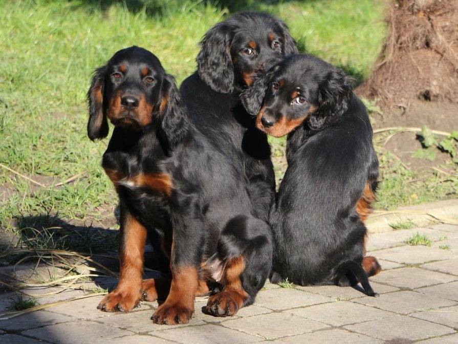 A vendre 4 chiots mâles Setters Gordon noirs LOF Petite Annonce chien