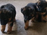 3 chiots Bergers Allemands à réserver, mâles non LOF noir et feu