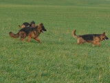 3 chiots Bergers Allemands à réserver, mâles non LOF noir et feu