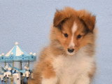 Chiots Berger des Shetland LOF à vendre