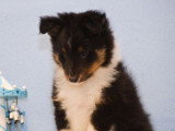 Chiots Berger des Shetland LOF à vendre