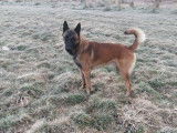 1 Berger Belge Malinois d’un an et demi à vendre, mâle LOF fauve et masque noir