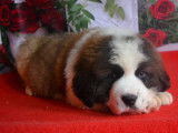&Agrave; vendre, 1 chiot Saint-Bernard LOF tricolore de d&eacute;cembre 2021 m&acirc;le