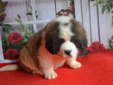 &Agrave; vendre, 1 chiot Saint-Bernard LOF tricolore de d&eacute;cembre 2021 m&acirc;le