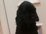 À réserver, un chiot Cocker Anglais mâle noir (LOF)