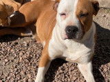 &Agrave; vendre, une chienne Amstaff rouge et blanc &acirc;g&eacute;e de 4 ans (LOF)