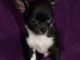 Disponible pour des saillies, un chien Chihuahua noir et blanc (non LOF)