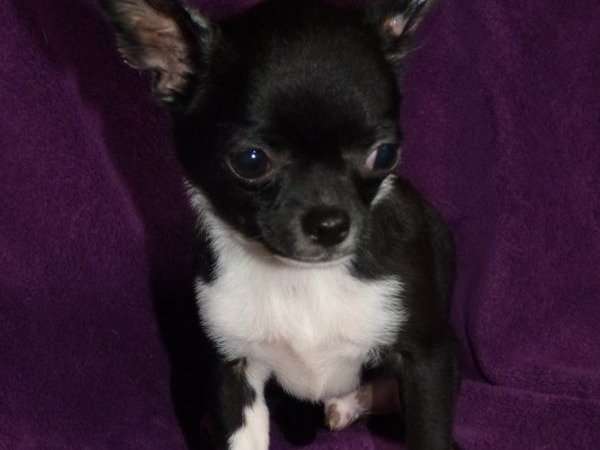 Disponible pour des saillies, un chien Chihuahua noir et blanc (non LOF)