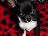 Disponible pour des saillies, un chien Chihuahua noir et blanc (non LOF)