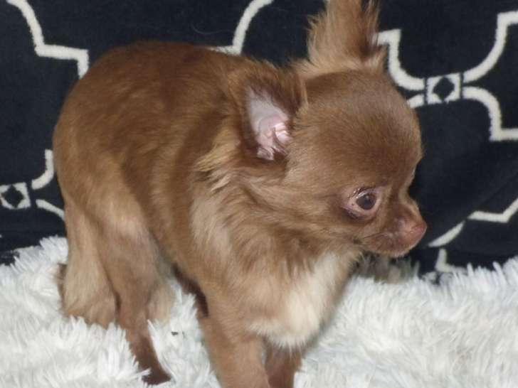Un chien Chihuahua chocolat disponible pour des saillies (non LOF)