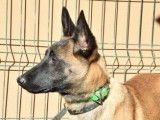 Vente d’une chienne Malinois fauve et noir âgée de 10 ans (non LOF)